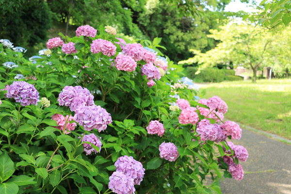紫陽花の咲く四季の森公園 紫陽花の咲く四季の森公園