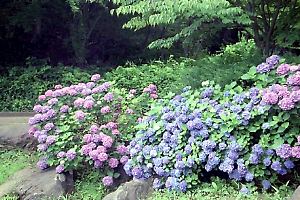 紫陽花の咲く四季の森公園