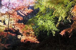 紅葉に染まる四季の森公園