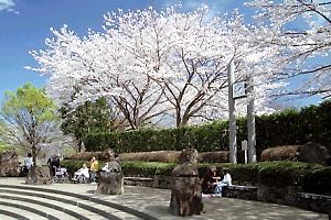 桜咲く四季の森公園