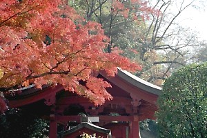 泉谷寺の紅葉