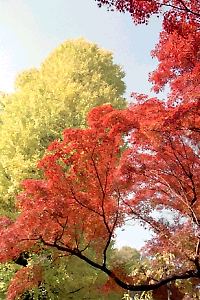 泉谷寺の紅葉