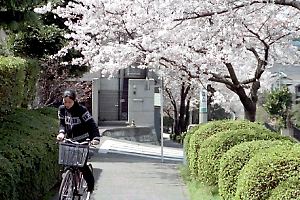 桜咲くつくし野の街