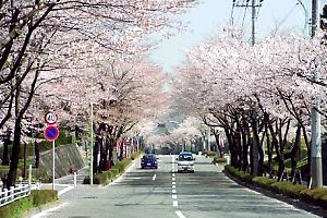 図師町の桜並木