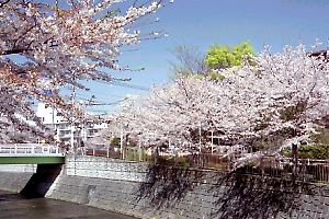 恩田川の桜並木