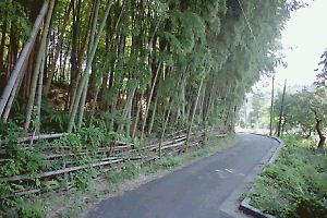 旧道沿いの竹林