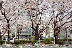 相模原の桜並木
