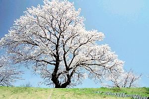 水郷田名の桜並木