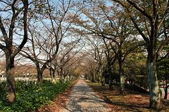 奈良原公園横の舗道