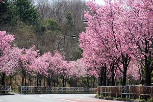 別所の陽光桜並木