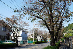 桜並木の道