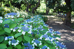 元町公園の紫陽花