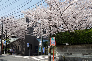 「汐汲坂」交差点の桜
