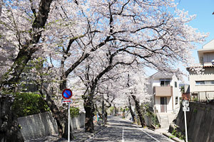 武相学園前の桜並木
