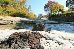 浅川のメタセコイア化石