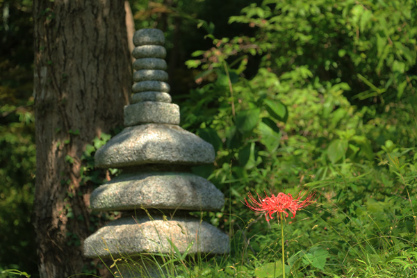 彼岸花の咲く浄慶寺 彼岸花の咲く浄慶寺