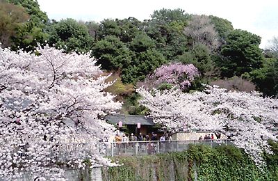 神田川桜並木