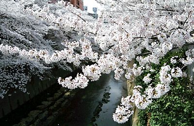 神田川桜並木