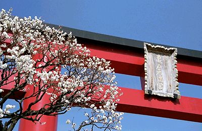 早春の亀戸天神社