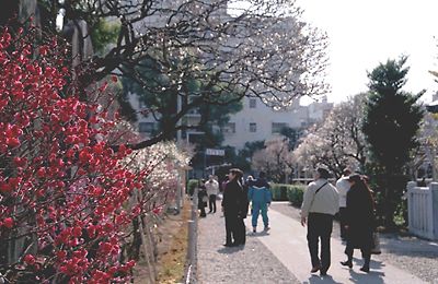 早春の亀戸天神社