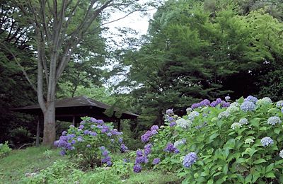 紫陽花の咲く昭和記念公園