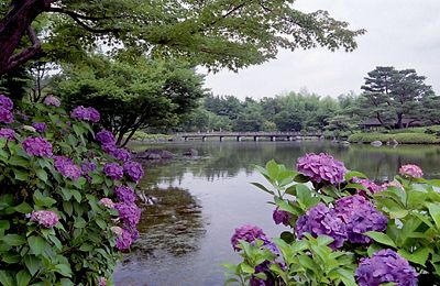 紫陽花の咲く昭和記念公園