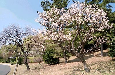 早春の昭和記念公園