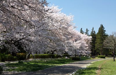 桜咲く野川公園