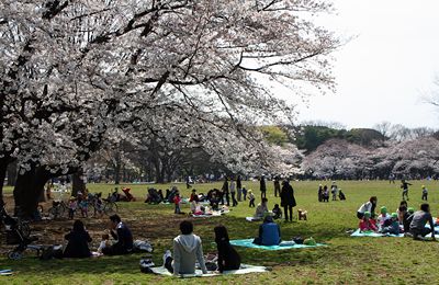 桜咲く代々木公園