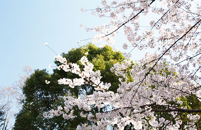 桜咲く飛鳥山公園