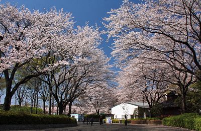 桜咲く秋留台公園