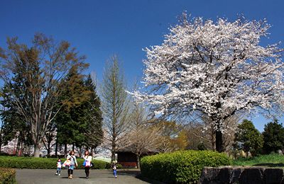 桜咲く秋留台公園