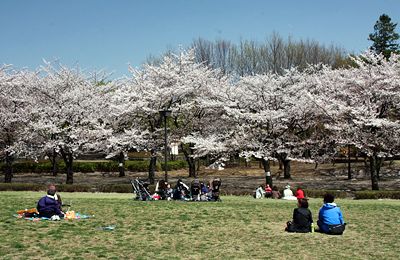 桜咲く府中の森公園