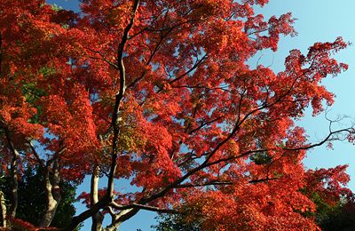 紅葉の殿ヶ谷戸庭園