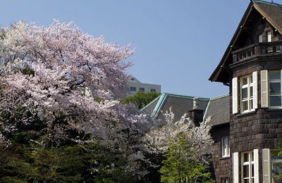 桜咲く旧古河庭園