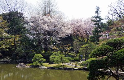 桜咲く旧古河庭園