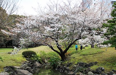 桜咲く旧芝離宮恩賜庭園