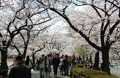 桜咲く上野恩賜公園