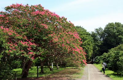 百日紅の咲く神代植物公園