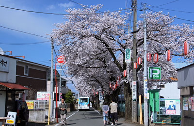 JR八高線金子駅／駅周辺の桜並木