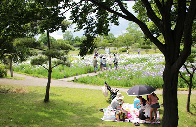 花菖蒲の咲く平成の森公園
