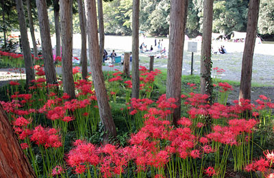 彼岸花の咲く嵐山渓谷バーベキュー場