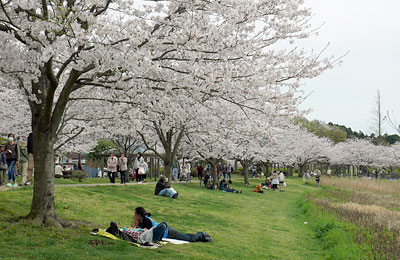 桜咲く咲く引地川親水公園
