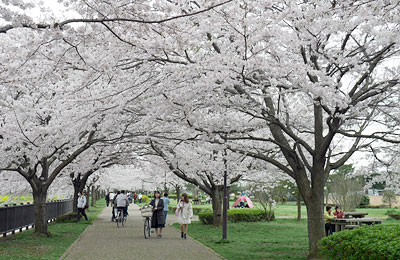 桜咲く咲く引地川親水公園