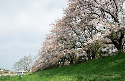 入間リバーサイドの桜並木