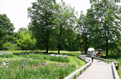 六月の神代植物公園
