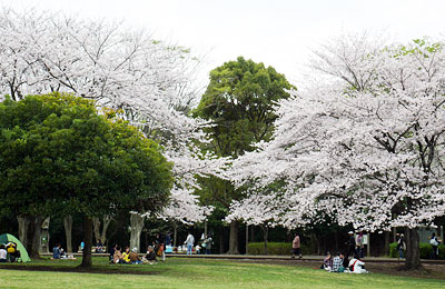 桜咲く大庭城趾公園