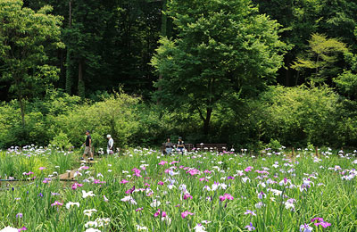 花菖蒲の咲く智光山公園