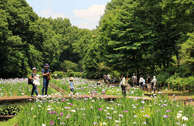 花菖蒲の咲く智光山公園