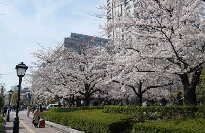 桜咲く日比谷公園